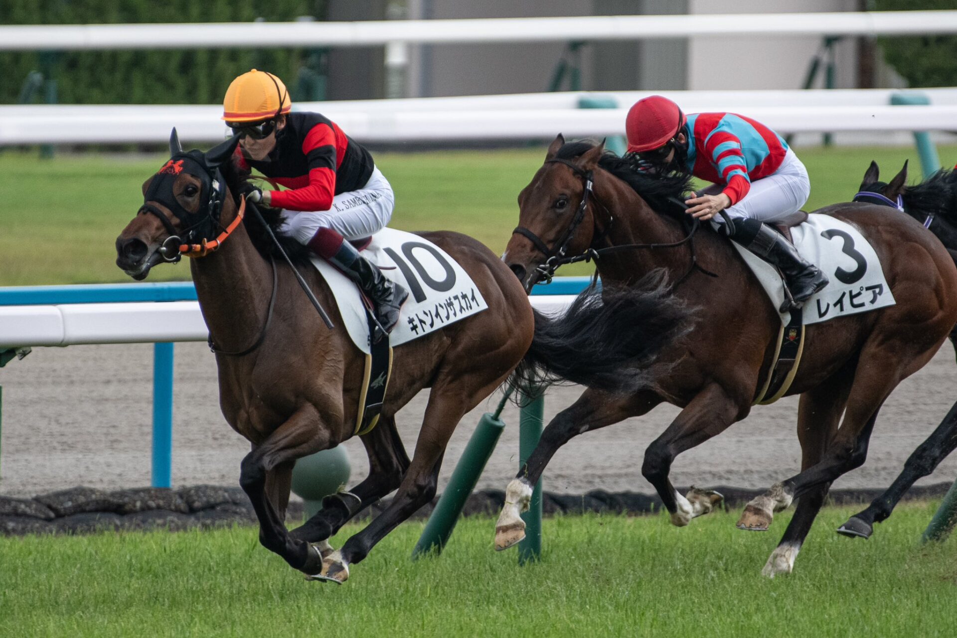 6月2日の京都5R・2歳新馬（芝1400m・内回り）において、生産馬のキトンインザスカイ号（牝2歳、父シスキン、母メジロトンキニーズ）が勝利