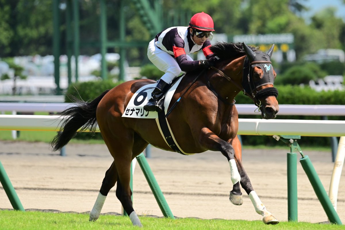 8月10日の新潟6R・2歳新馬戦で勝利したセナマリン号（牝2歳）が芝1400mで圧勝する姿