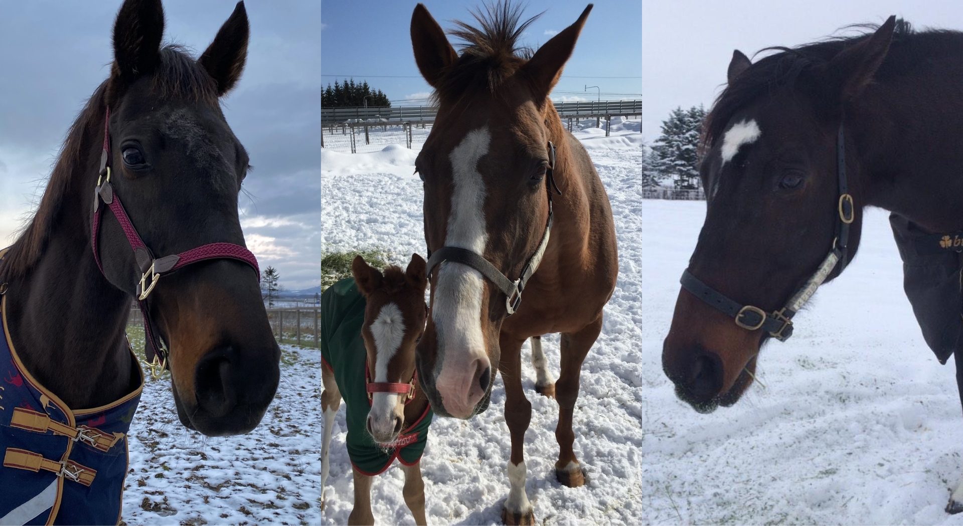 引退した繁殖牝馬