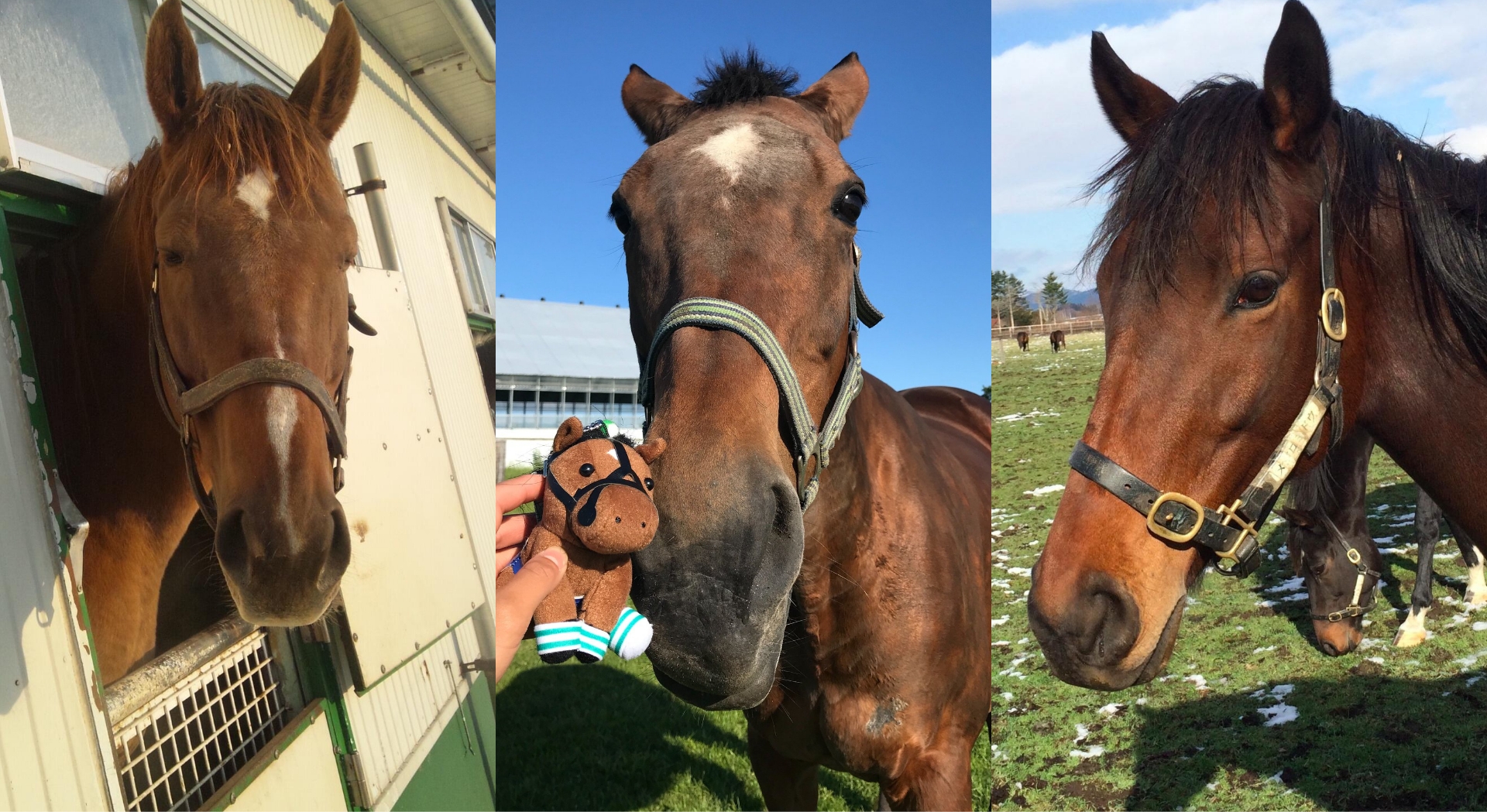 引退した繁殖牝馬