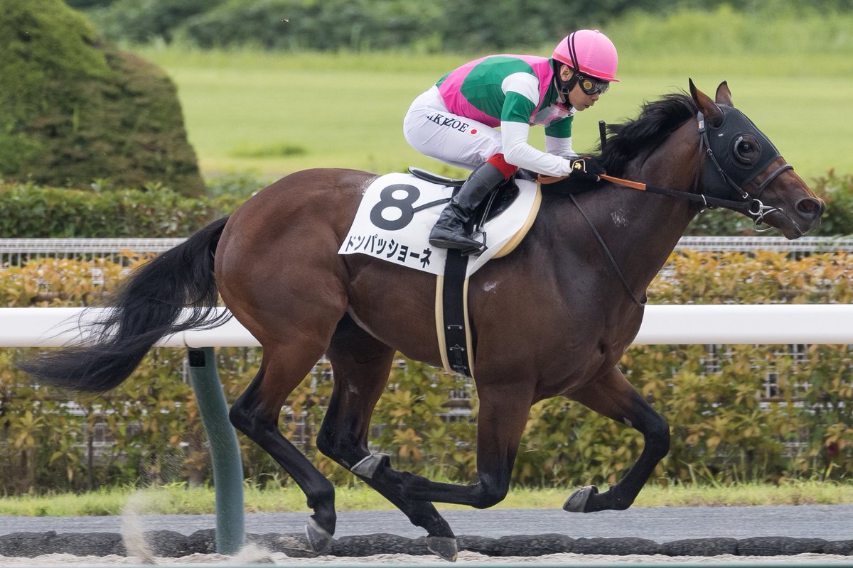 9月28日の中京1R・2歳未勝利（ダート1200m）で勝利したドンパッショーネ号の写真