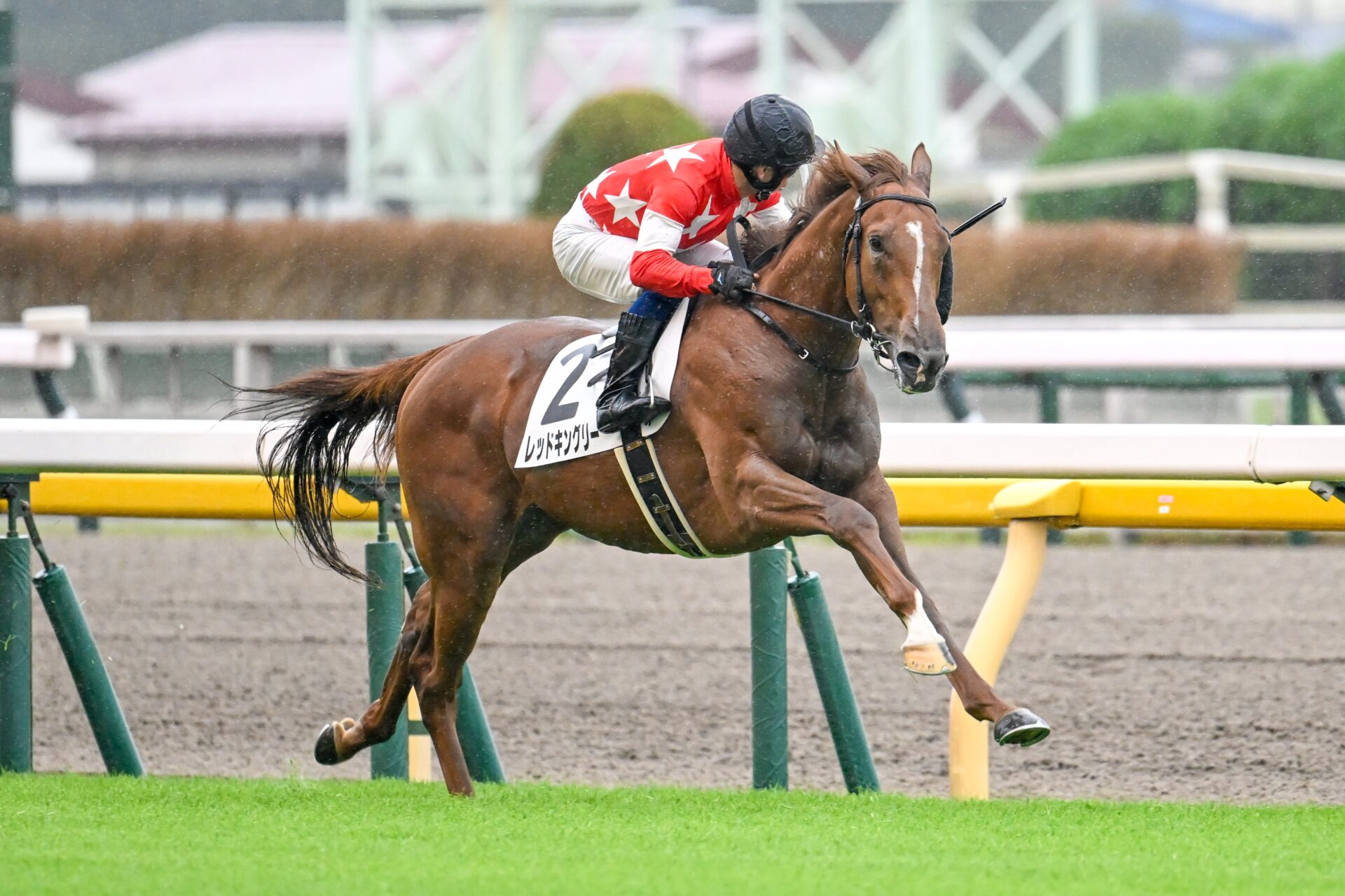 10月5日の東京5R・2歳新馬（芝2000m）において、生産馬のレッドキングリー号（牡2歳、父サートゥルナーリア、母レッドエルザ）が勝利。