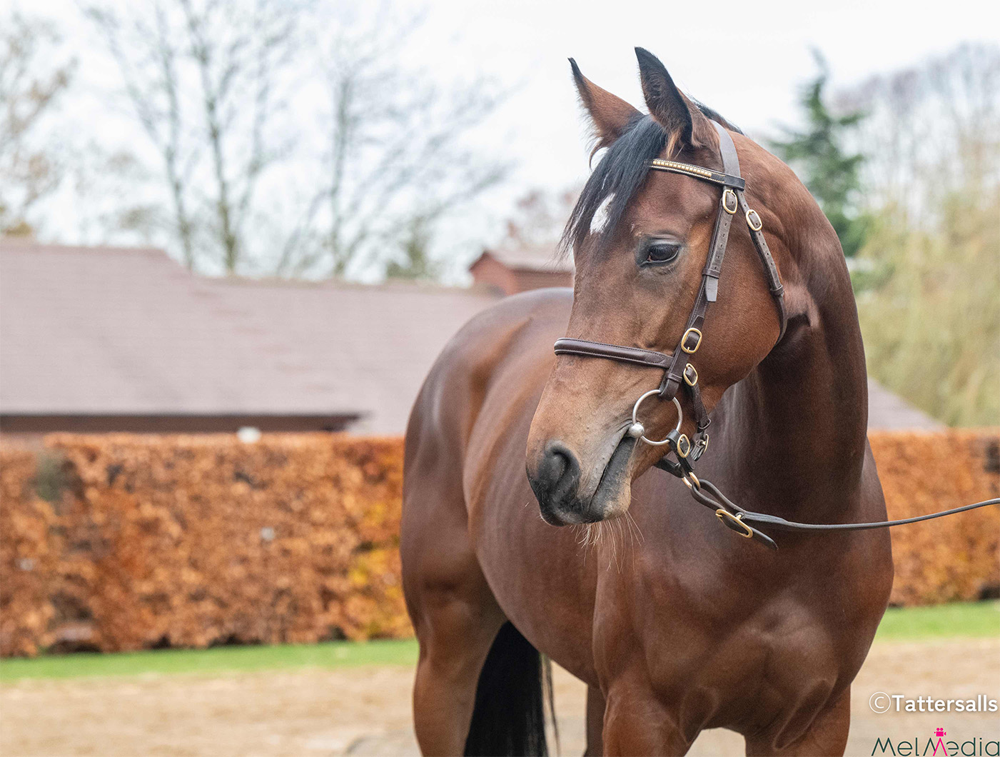 Sorella Carina（牝2歳、父Ten Sovereigns、母Too Precious）