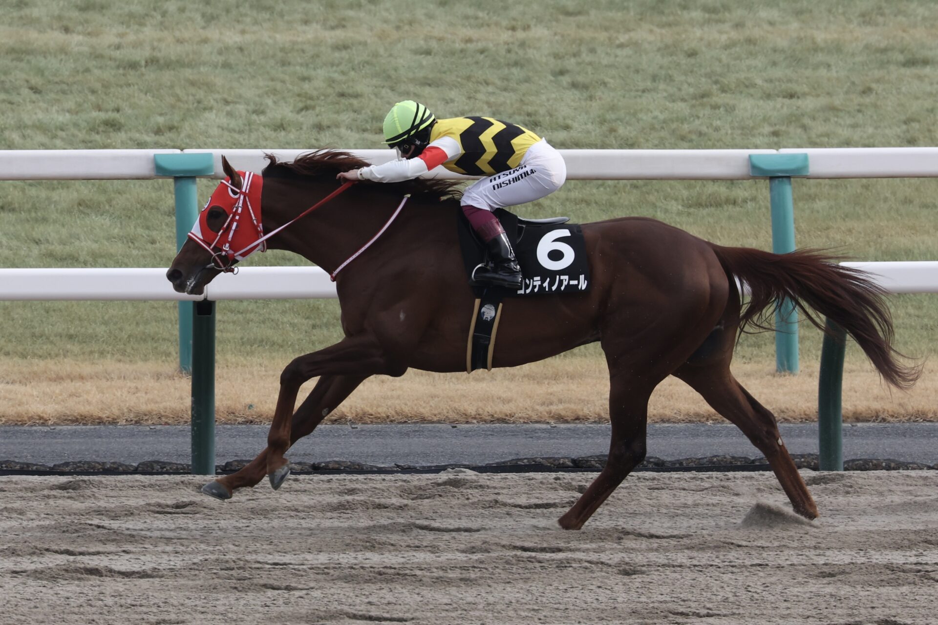 2月16日の京都10R・北山S（ダート1800m）において、生産馬のコンティノアール号（牡5歳、父ドレフォン、母パンデリング）が勝利