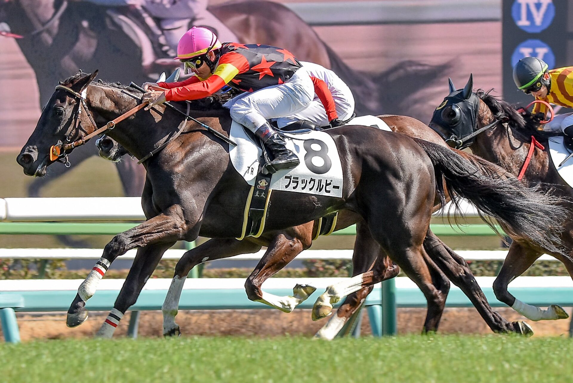 1番人気に応える横綱相撲
ブラックルビーがデビュー2連勝